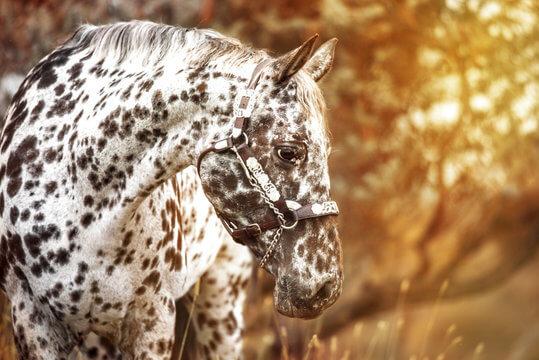 Appaloosa