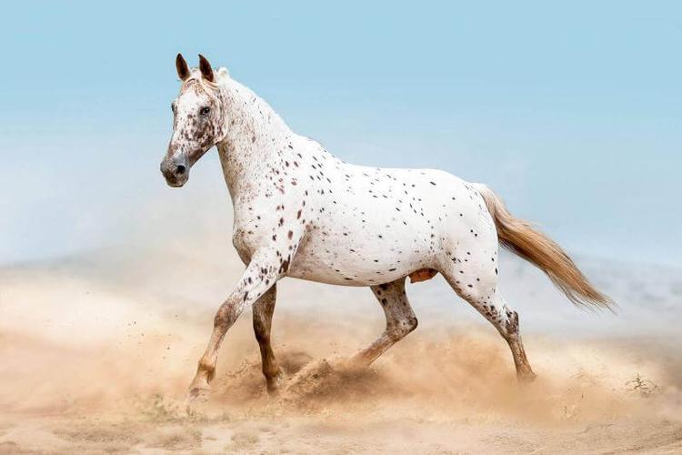 Appaloosa