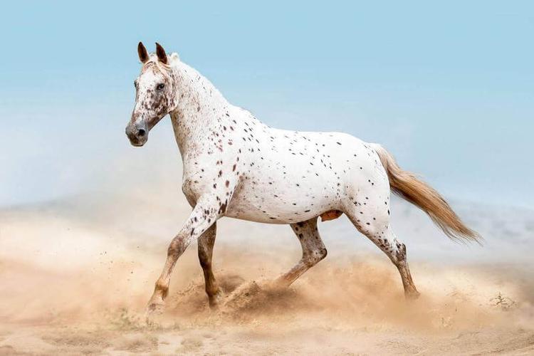 Appaloosa