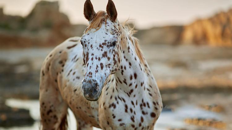 Appaloosa