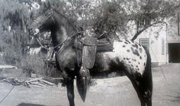 Appaloosa