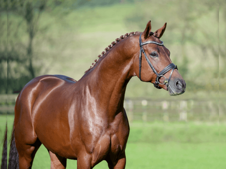 Hanoverian