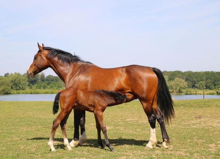 Hanoverian