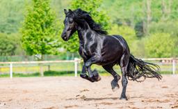 Friesian