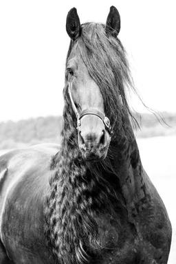 Friesian