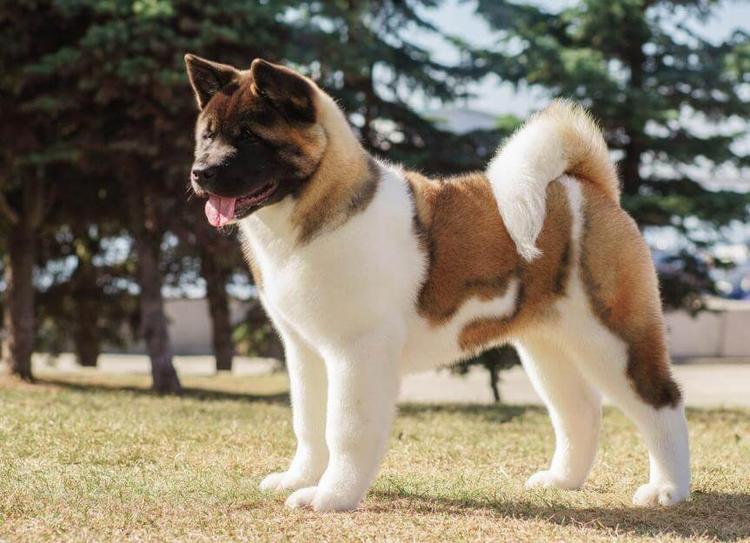 Akita