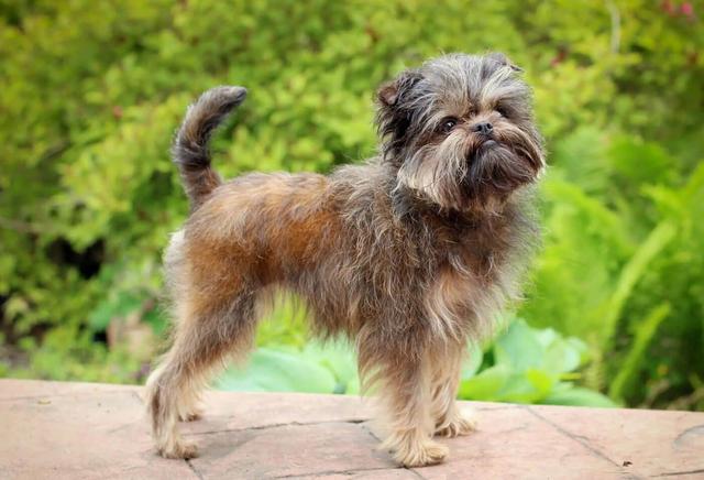 Affenpinscher