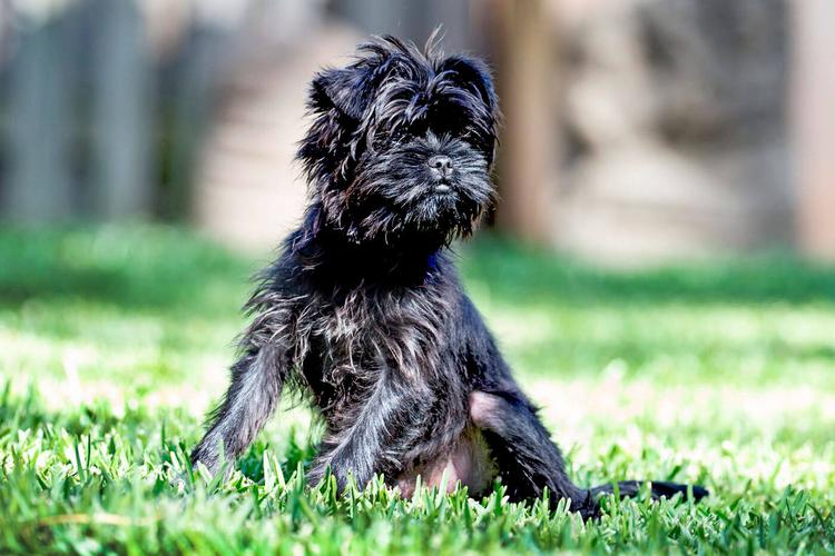 Affenpinscher