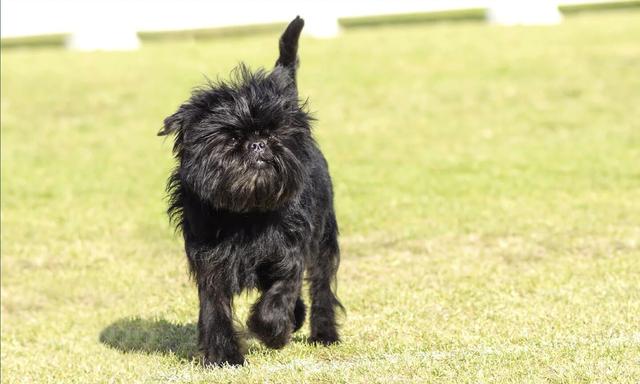 Affenpinscher