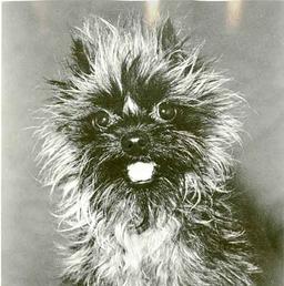 Affenpinscher