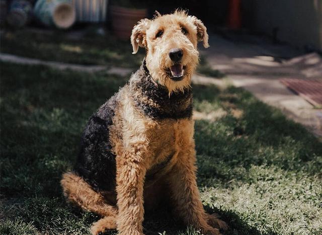 Airedale Terrier