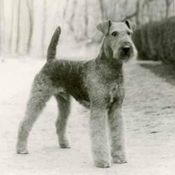 Airedale Terrier