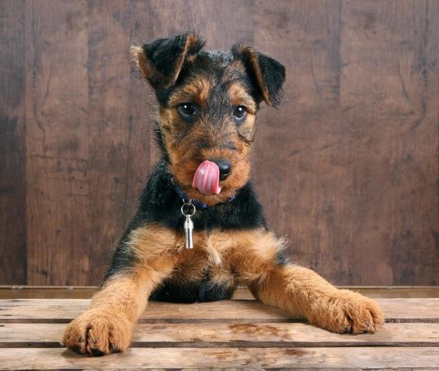 Airedale Terrier