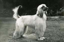 Afghan Hound