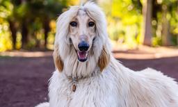 Afghan Hound