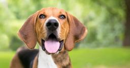 American Foxhound