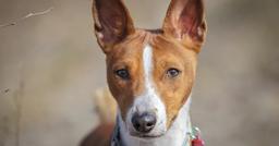 Basenji