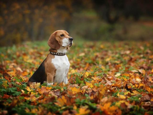 Beagle