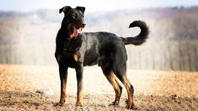 Beauceron