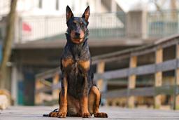 Beauceron