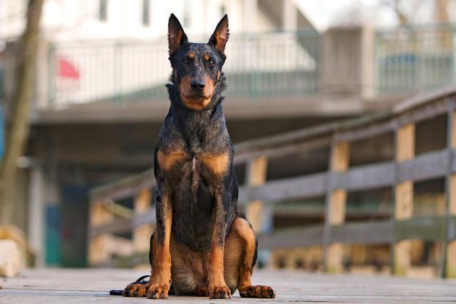 Beauceron