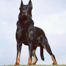 Beauceron