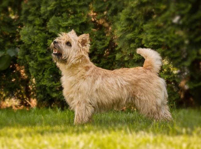 Cairn Terrier