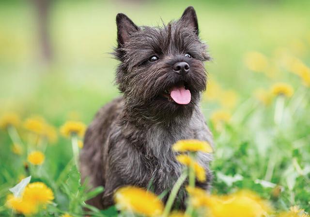 Cairn Terrier