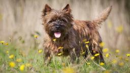 Cairn Terrier