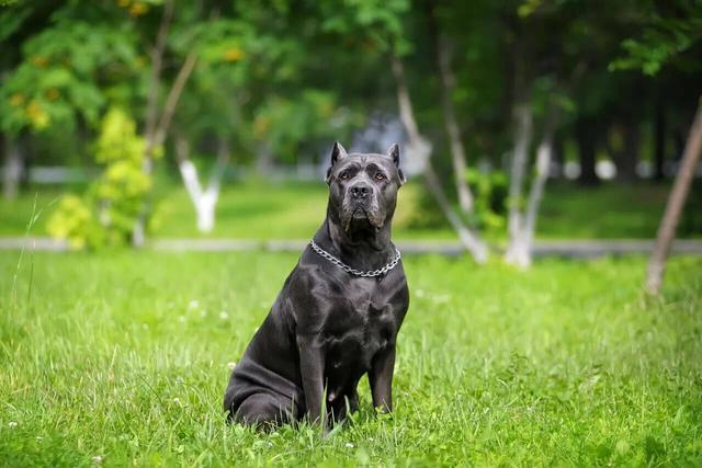 Cane Corso