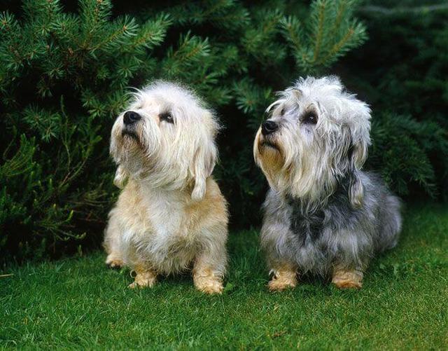 Dandie Dinmont Terrier