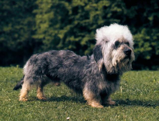 Dandie Dinmont Terrier