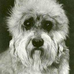 Dandie Dinmont Terrier