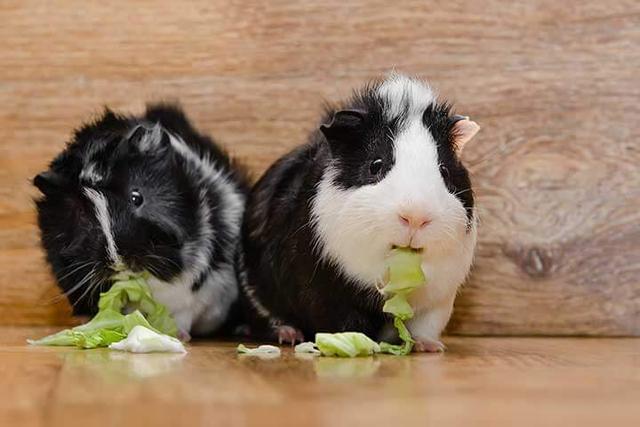 Guinea pigs