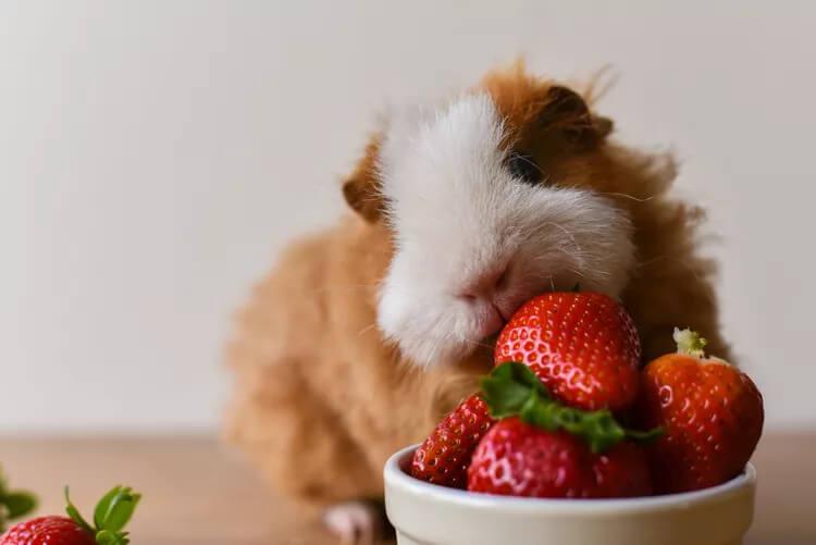 Guinea pigs