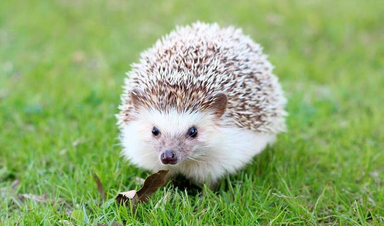 Hedgehogs