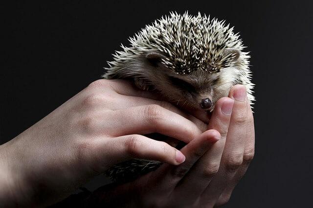 Hedgehogs