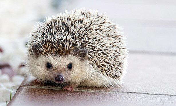 Hedgehogs