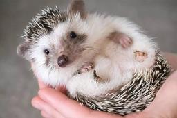 Hedgehogs