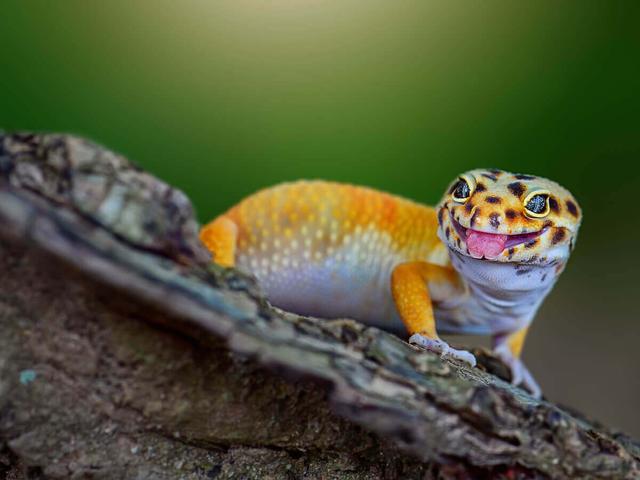 Leopard Gecko