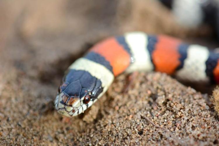 Milksnake