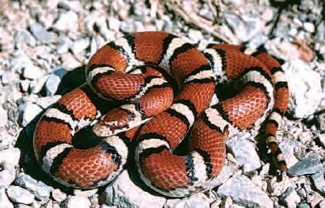 Milksnake