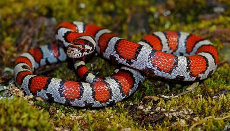 Milksnake