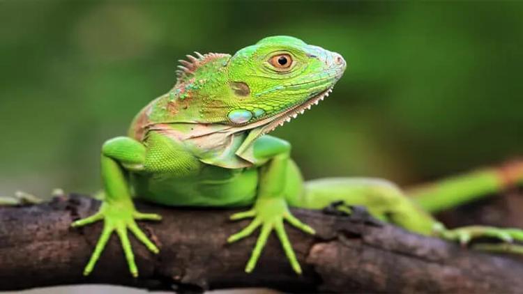 Green Iguana