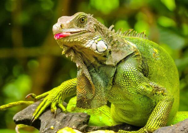 Green Iguana