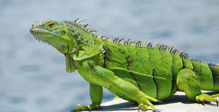 Green Iguana