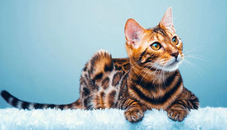 Bengal