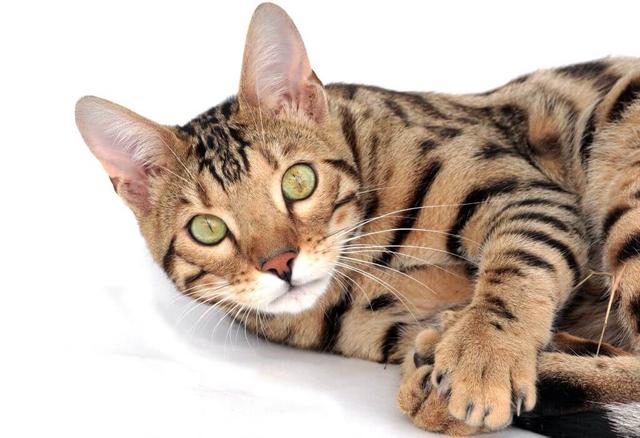 Bengal