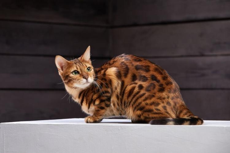 Bengal