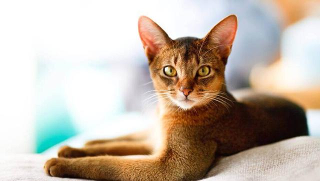 Abyssinian